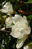 Магнолия абсолю (Michelia alba) Индия