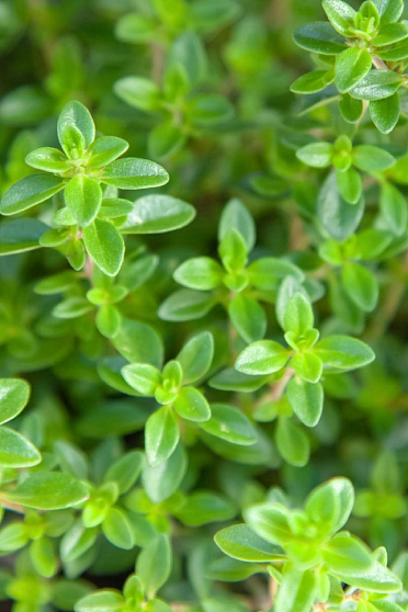 Тимьян (Thymus vulgaris) Индия. Натуральное эфирное масло