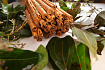 Корица листья (Cinnamomum zeylanicum)