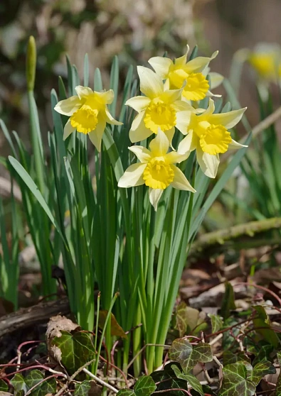 Нарцисс абсолю (Narcissus pseudonarcissus)