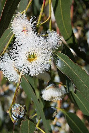 Эвкалипт (Eucalyptus globulus) Индия. Натуральное эфирное масло