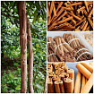 Кассия (Cinnamomum aromaticum) Индия