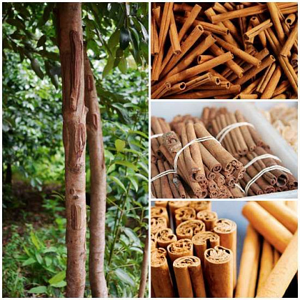 Кассия (Cinnamomum aromaticum) Индия