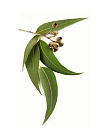Эвкалипт (Eucalyptus globulus) Индия. Натуральное эфирное масло