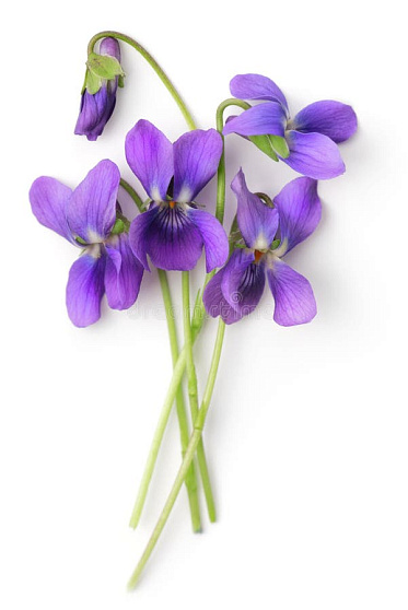 Фиалка (Viola odorata)