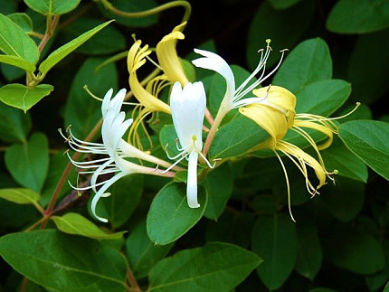 Жимолость (Lonicera species)