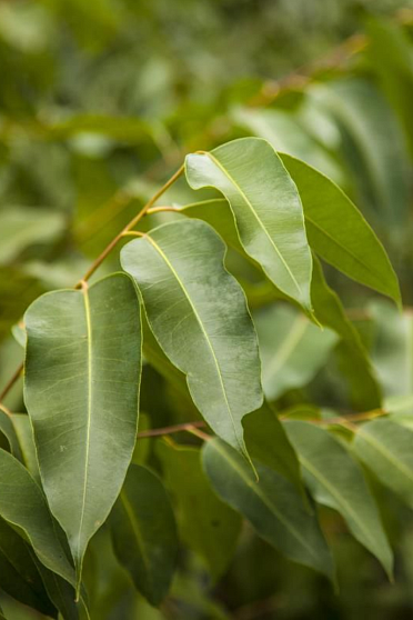 Эвкалипт (Eucalyptus globulus) Индия. Натуральное эфирное масло
