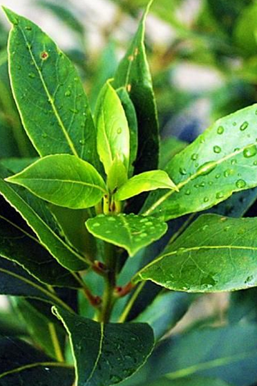 Лавр (Laurus nobilis) Индия. Натуральное эфирное масло