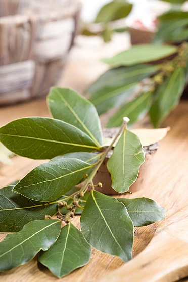 Лавр (Laurus nobilis) Индия. Натуральное эфирное масло