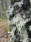 Дубовый мох абсолю (Evernia furfuracea)