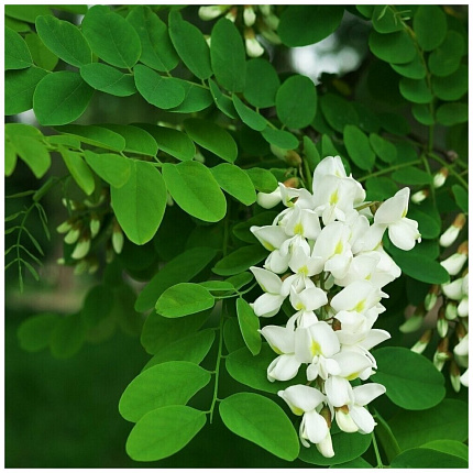 Акация сладкая абсолю (Acacia farnesiana)