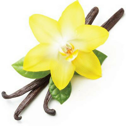 Ванили абсолю (Vanilla plantifolia)