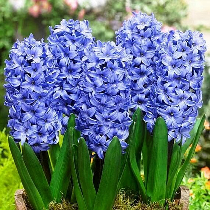 Гиацинт абсолю (Hyacinthus orientat)