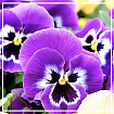 Фиалка (Viola odorata)