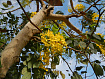 Кассия (Cinnamomum aromaticum) Индия