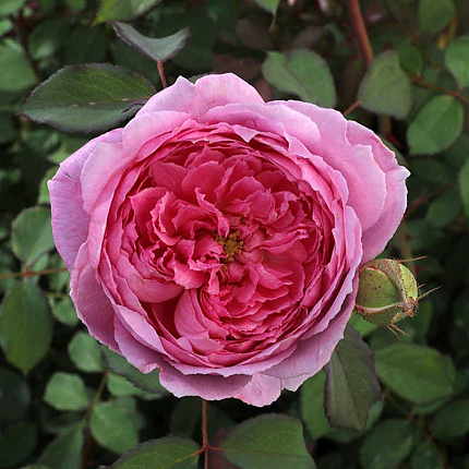 Роза Де Май (Rosa centifolia)