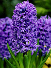 Гиацинт абсолю (Hyacinthus orientat)