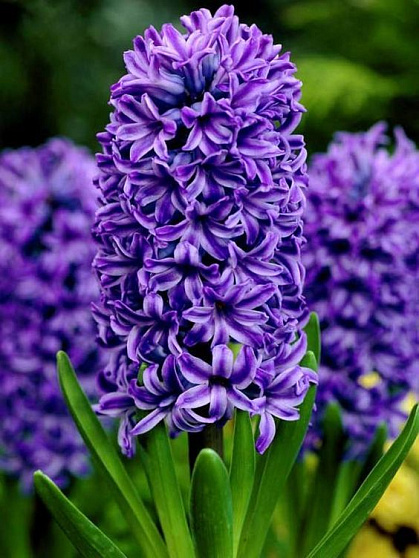 Гиацинт абсолю (Hyacinthus orientat)
