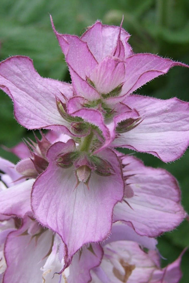 Шалфей мускатный (Trigonella foenum graecum) Индия. Натуральное эфирное масло