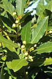 Лавр (Laurus nobilis) Индия. Натуральное эфирное масло