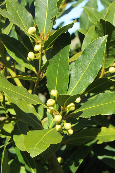 Лавр (Laurus nobilis) Индия. Натуральное эфирное масло