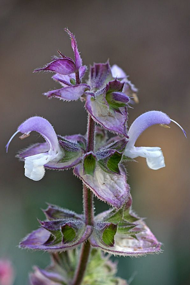 Шалфей мускатный (Trigonella foenum graecum) Индия. Натуральное эфирное масло