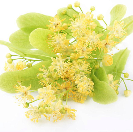 Липовый цвет (Tilia vulgaris) Испания