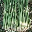 Лемонграсс (Cymbopogon schoenanthus)
