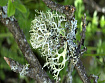 Дубовый мох абсолю (Evernia furfuracea)