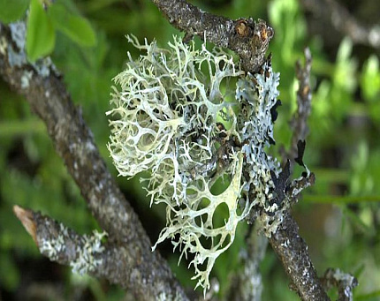 Дубовый мох абсолю (Evernia furfuracea)