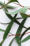 Эвкалипт (Eucalyptus globulus) Индия. Натуральное эфирное масло