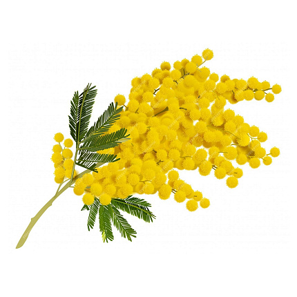 Мимоза абсолю (Acacia Dealbata)